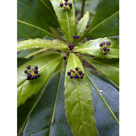Helwingia himalaica Pot de 3L/4L (1/2)