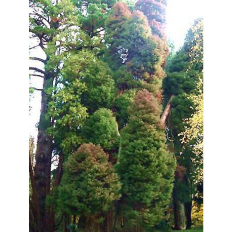 Cèdre du Japon 'Elegans' Pot de 7,5L/10L (1/2)