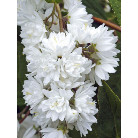 Seringat 'Minnesota Snowflake' Pot de 7,5L/10L (1/2)