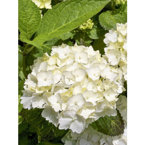 Hortensia 'Schneeball' Pot de 2L/3L (1/2)