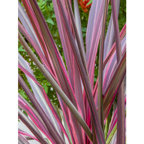 Cordyline australe 'Can Can' Pot de 2L/3L (1/2)