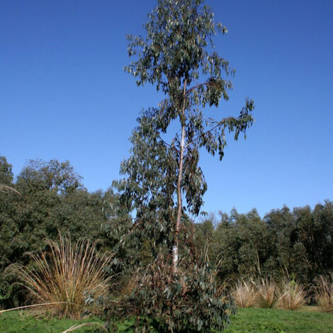 Eucalyptus glaucescens Guthega – Gommier Tingiringi – Hauteur jusqu'à 15 m – Feuillage persistant bleu – Température min -15°C