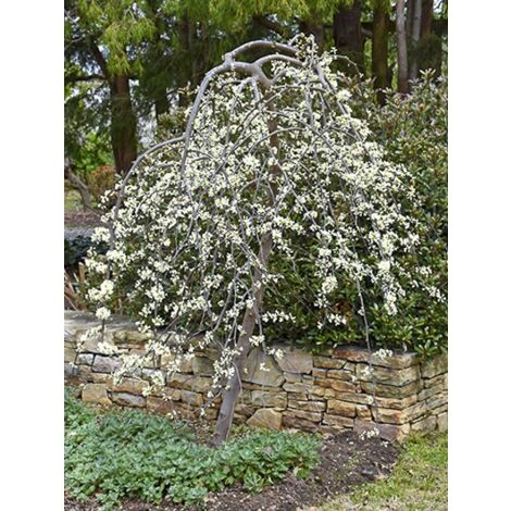 Gainier du Canada pleureur 'Vanilla Twist' Pot de 12L/15L, Baliveau (1/2)