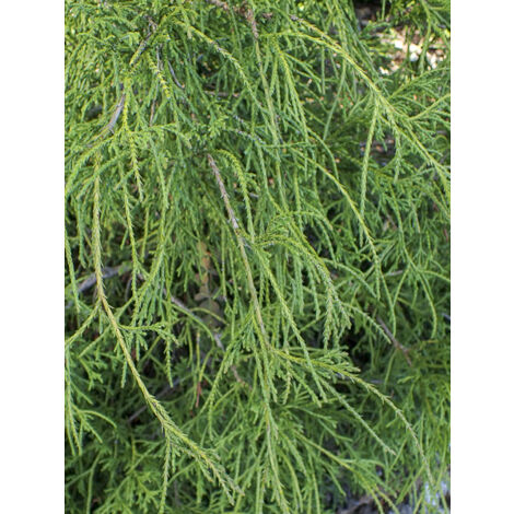 Cyprès Sawara 'Filifera' Pot de 2L/3L (1/2)