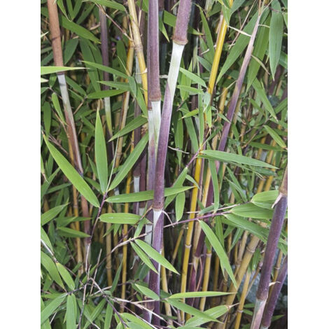 Bambou non traçant 'Taibashan2' Pot de 12L/15L (1/2)