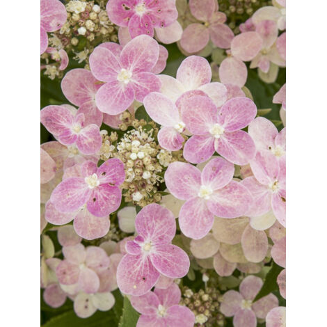 Hortensia paniculé 'Switch Ophelia' Pot de 3L/4L (1/2)