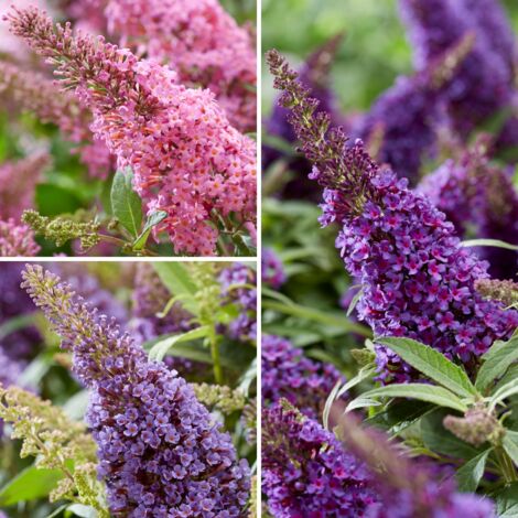 Buddleja davidii Butterfly Candy Trio Little Purple, Litttle Pink, Little Lila - Arbres aux papillons nains  Pot de 4L/5L