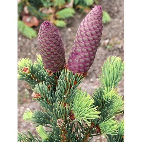 Sapin bleu, Epicéa du Colorado 'Lucky Strike' Pot de 3L/4L (1/2)