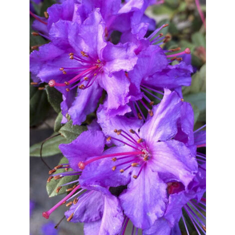 Rhododendron nain 'Blue Silver' Pot de 3L/4L (1/2)