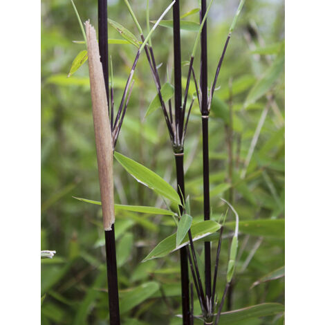 Bambou non traçant 'Black Pearl' Pot de 4L/5L