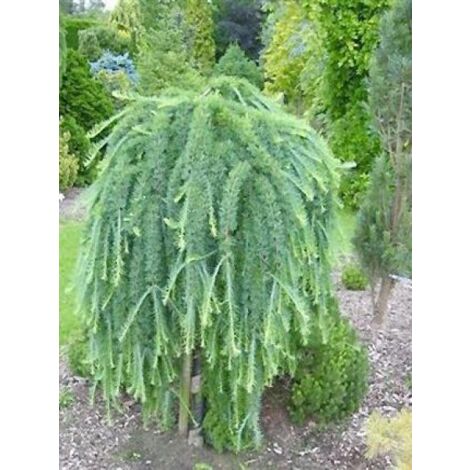Mélèze du Japon 'Stiff Weeping' Pot de 6L/7L, Tige de 120 cm (1/2)