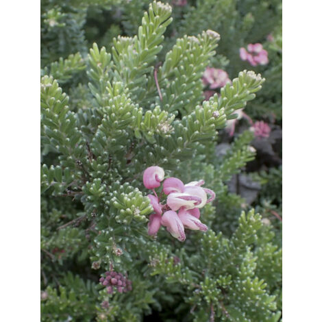 Grévillier 'Tamboritha Compacta' Pot de 2L/3L (1/2)
