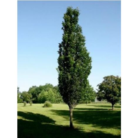Chêne des marais, Chêne épingle 'Green Pillar' Pot de 4L/5L 60/80cm