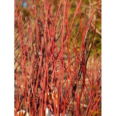 Cornouiller stolonifère 'Cardinal' Pot de 7,5L/10L (1/2)