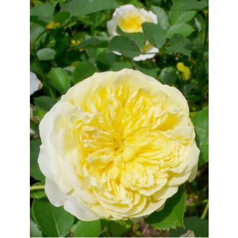 Rosier anglais 'The Pilgrim' Pot de 4L/5L (1/2)