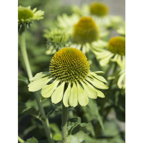 Rudbeckia pourpre 'Alan's Pride' le sachet de 20 graines (0,1g) (1/2)