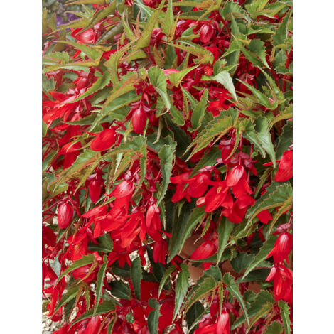 Bégonia 'Chanson Deep Red F1' le sachet de 25 graines (1/2)