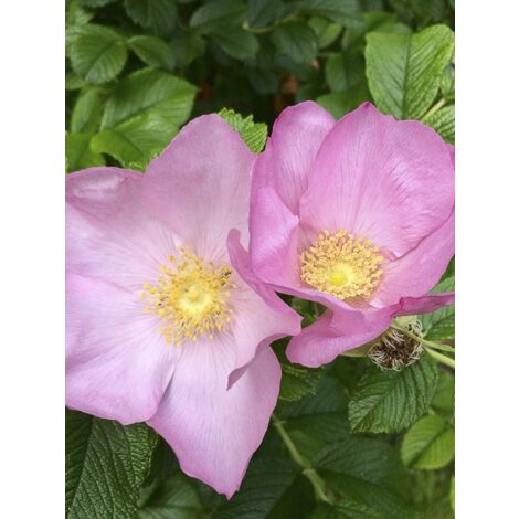 Rosier rugueux 'Dagmar Hastrup' Pot de 2L/3L, Qualité 2 branches (1/4)