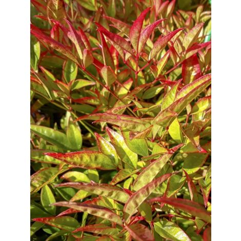 Bambou sacré 'Moon Bay' Pot de 3L/4L (1/3)