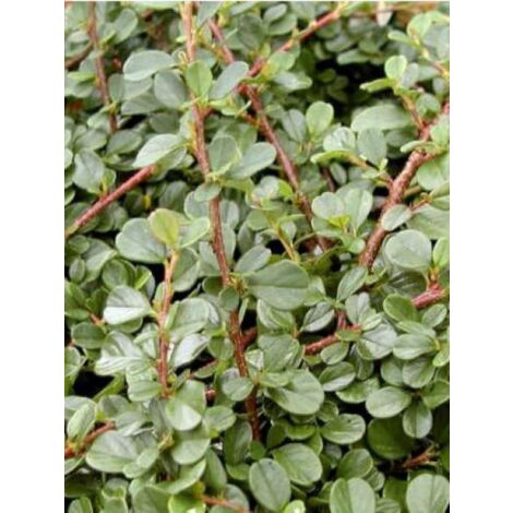 Cotonéaster à petites feuilles 'Queen Of Carpets' Godet de 8/9 cm (1/2)