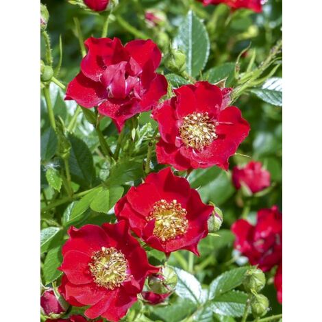 Rosier couvre-sol 'Tapis Rouge' Pot de 2L/3L (1/4)