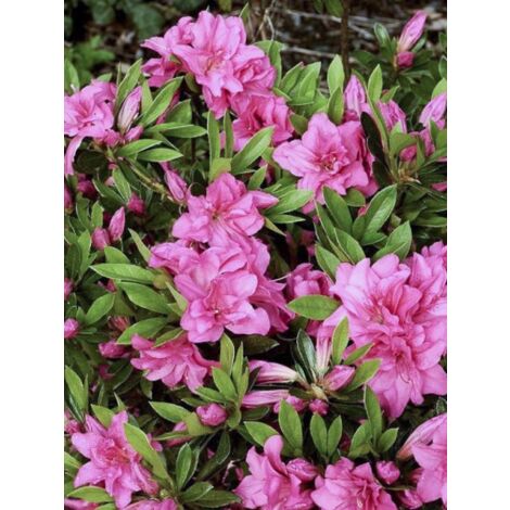 Azalée japonaise 'Rosa King' Pot de 4L/5L