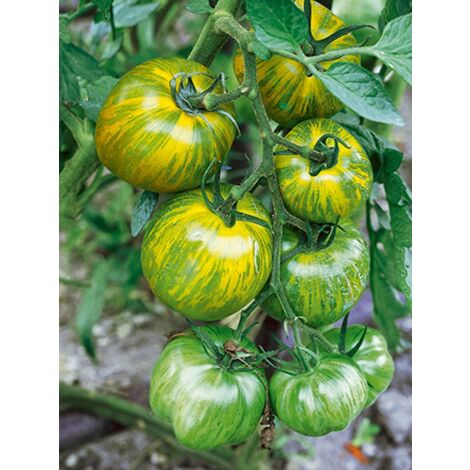 Tomate 'Green Zebra' le sachet de 40  60 graines (0,2g) (1/2)