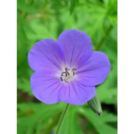 Géranium vivace 'Nimbus' Godet de 8/9 cm (1/3)