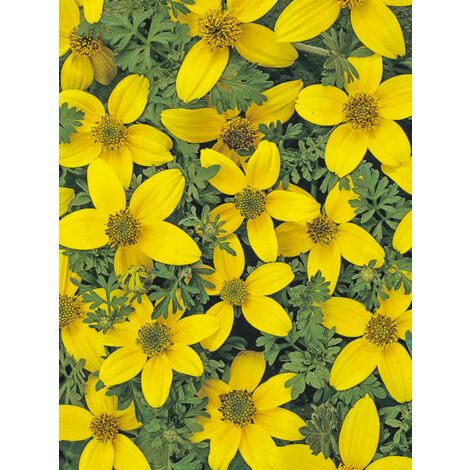 Bidens 'Golden Eye' le sachet de 150 graines (0,5g)