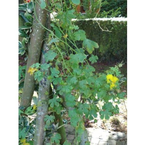 Capucine des Canaries le sachet de 15 graines (1,2g) (1/2)