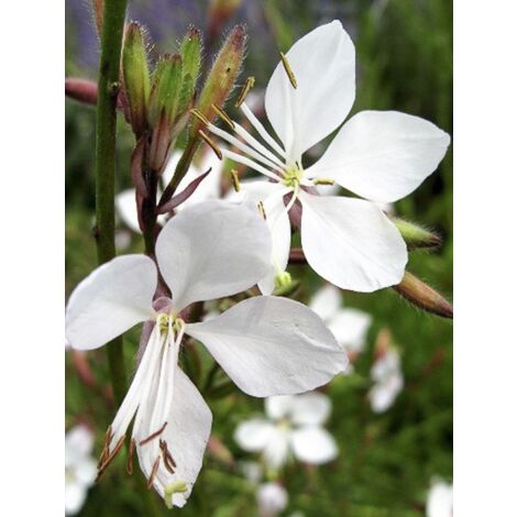 Gaura de lindheimer 'Blanche' Godet de 7/8 cm