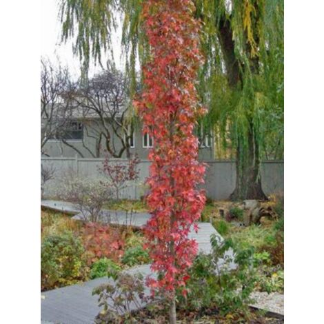 Copalme d'Amérique 'Slender Silhouette' Pot de 7,5L/10L