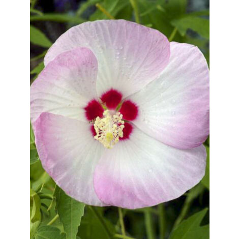 Althée, Ketmie, Rose de Chine 'Fujin Akata204' Pot de 4L/5L (1/2)