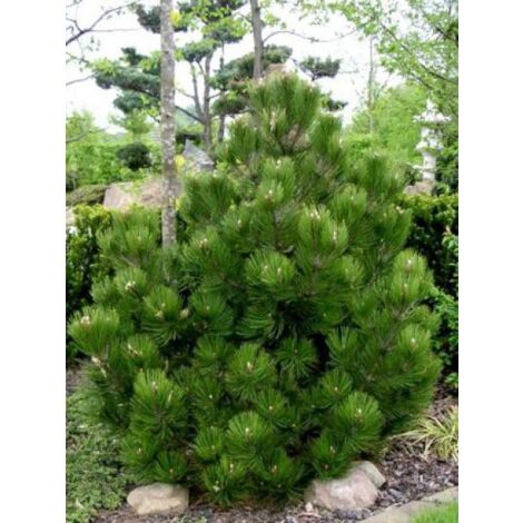 Pin de Bosnie, Pin des Balkans 'Compact Gem' Pot de 4L/5L (1/5)