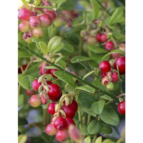 Airelle rouge 'Fireballs' Pot de 2L/3L