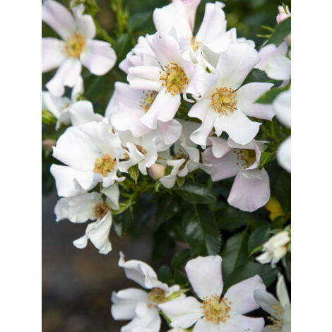 Rosier moderne 'Champs Elysées' Pot de 2L/3L (1/2)