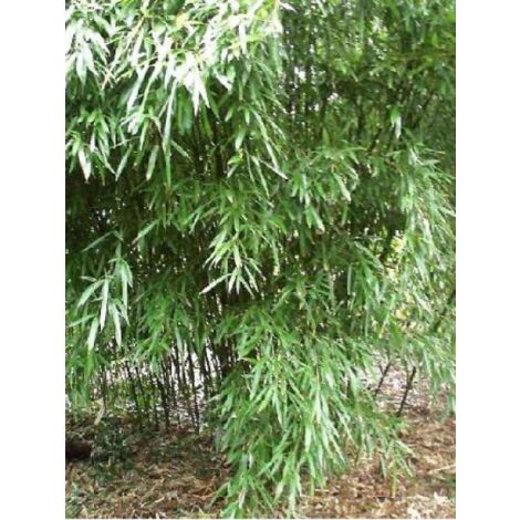 Phyllostachys aureosulcata 'Alata' Pot de 4L/5L