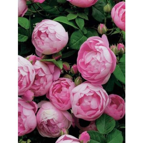 Rosier grimpant 'Raubritter' Pot de 4L/5L