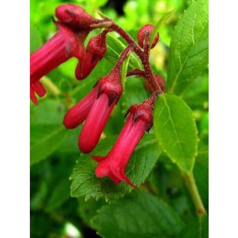 Escallonia rubra 'Crimson Spire' Pot de 2L/3L (1/2)