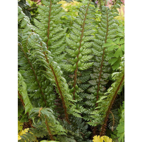 Aspidie du japon, Pattes d'ours 'Shiny Holy Fern' Godet de 8/9 cm (1/2)