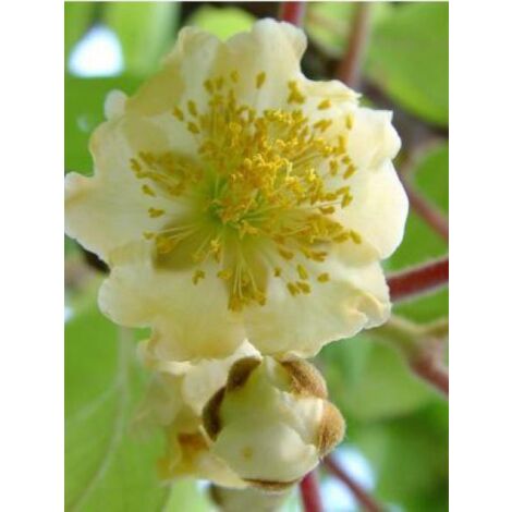 Kiwi mâle, actinidier 'Atlas'