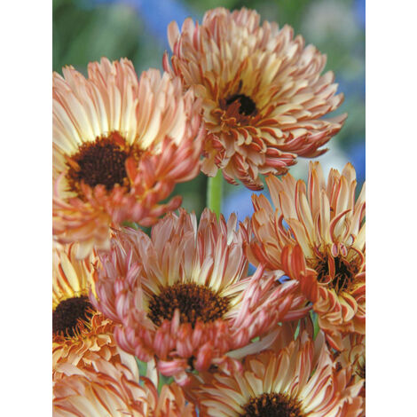 Souci des jardins 'Sherbet Fizz' le sachet de 100 graines (0,8g) (1/2)