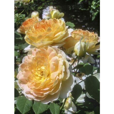 Rosier 'Molineux' Pot de 4L/5L (1/5)