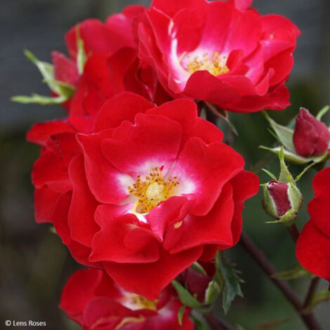 Rosier arbustif Rosy Boom rouge La Belle Rouge Pot de 6L/7L