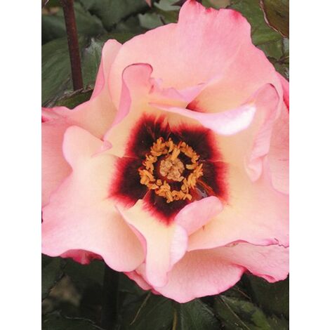 Rosier de Perse 'Alissar Princess of Phoenicia' Pot de 4L/5L