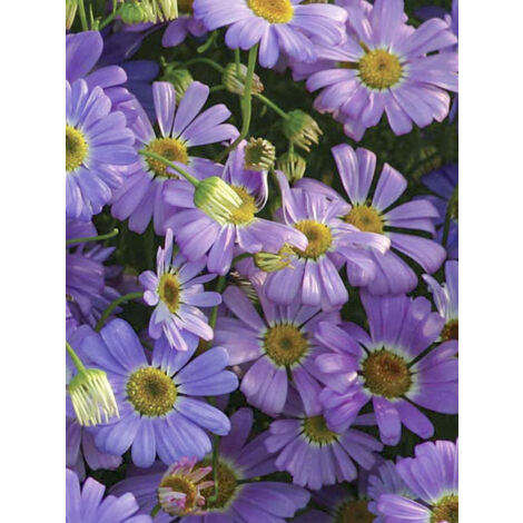 Brachycome à feuilles d'iberide 'Little Missy' le sachet de 950 graines (0,25g) (1/2)