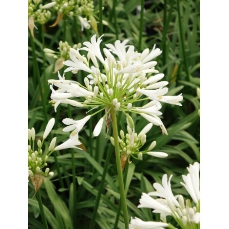 Agapanthe d'Afrique 'Pitchoune White' Pot de 2L/3L