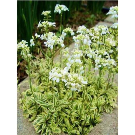 Arabis ferdinandi-coburgii 'Old Gold' Godet de 8/9 cm (1/4)