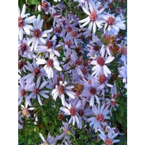 Aster à feuilles en coeur 'Photograph' Godet de 8/9 cm (1/2)