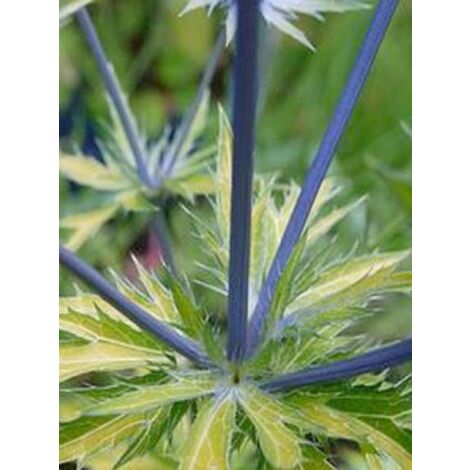 Chardon bleu, Panicaut à feuilles planes 'Neptune's Gold' Godet de 8/9 cm (1/4)